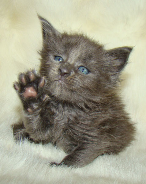     Catsvill County!   !    !       !!!    Catsvill County +7-926-544-74-09     .   ,   ,   ,    ,   ,  ,     ,   -,    ,   !